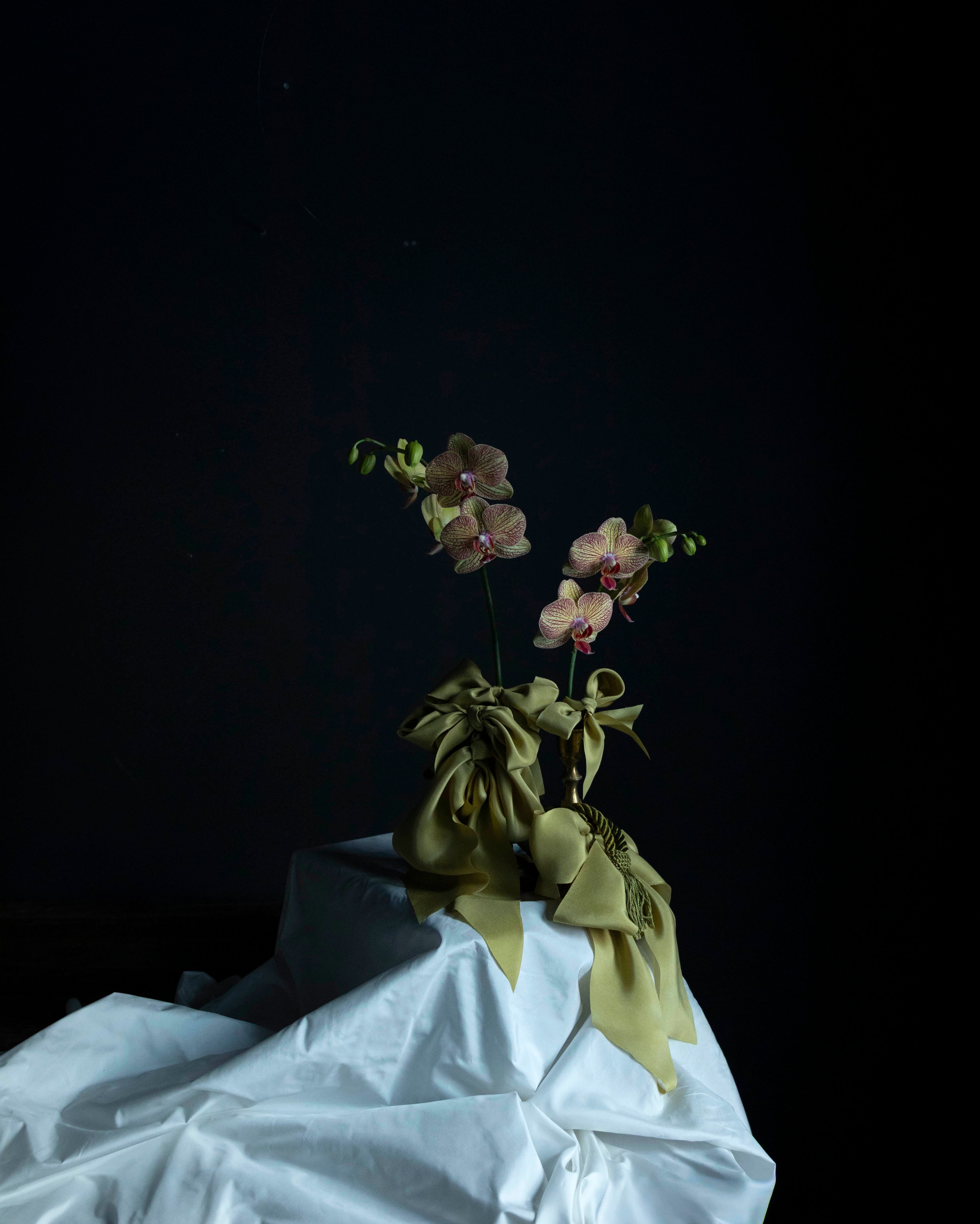 orchid flowers tied with chartruse silk ribbon bows in a vase on a white silk taffeta textile against a black background
