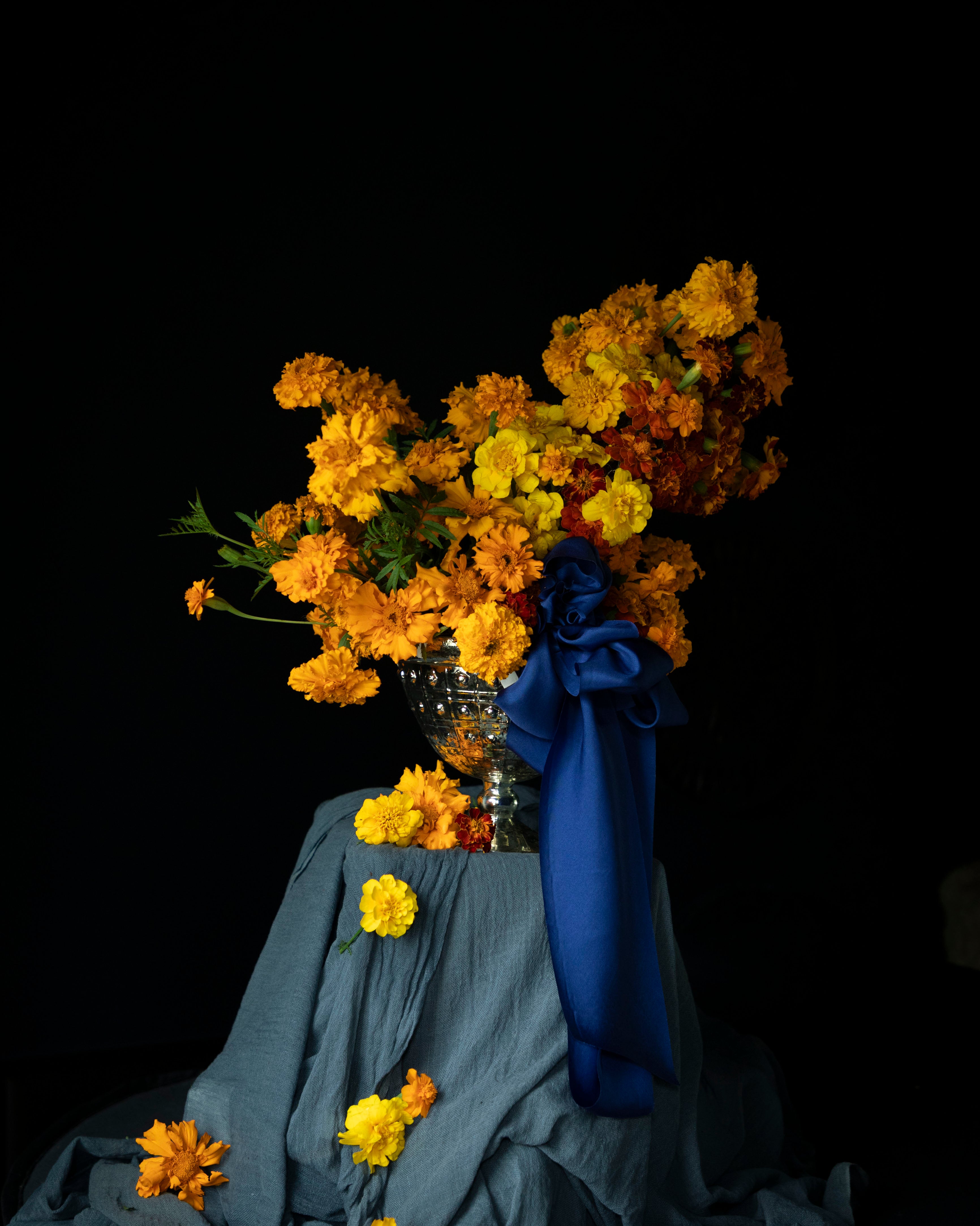 A dramatic still life of a large bouquet of yellow and orange marigolds in a silver vase, draped with a Silk & Willow Cobalt blue hand-dyed silk ribbon and set against a solid black background.