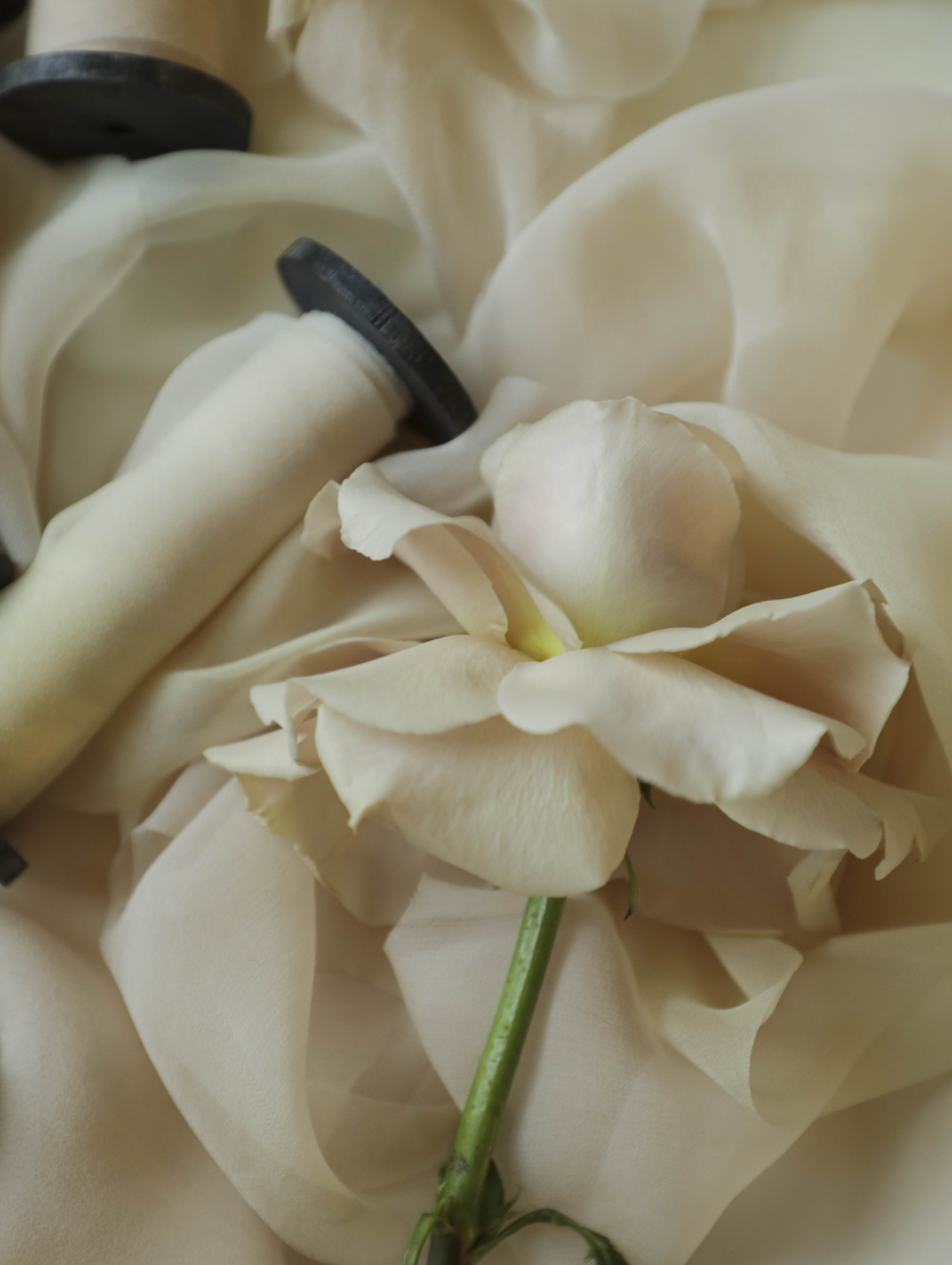Close-up of a beige rose with a blurred background