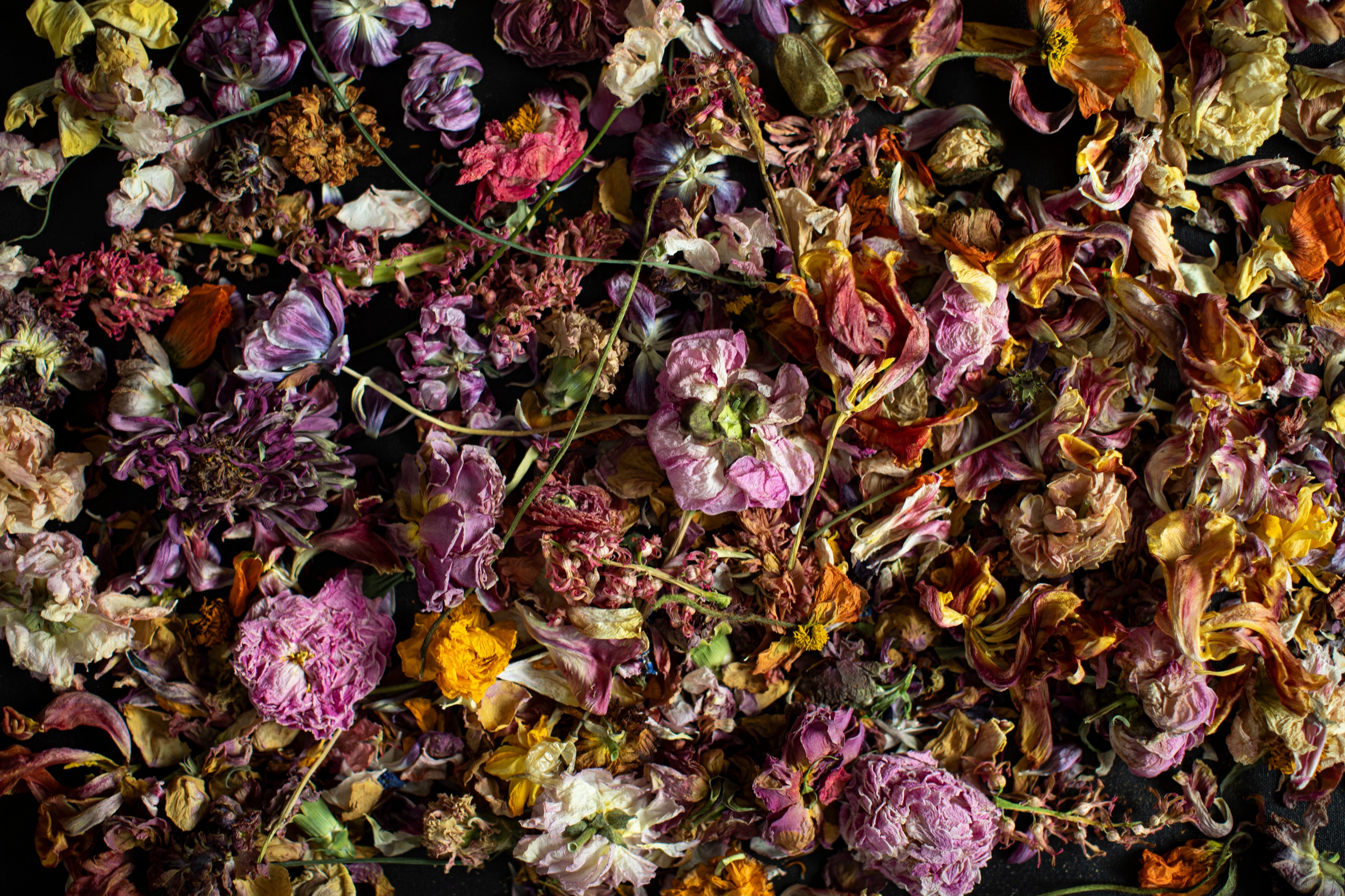 Dried botanical and flowers used in creating our palette of naturally dyed silk ribbons