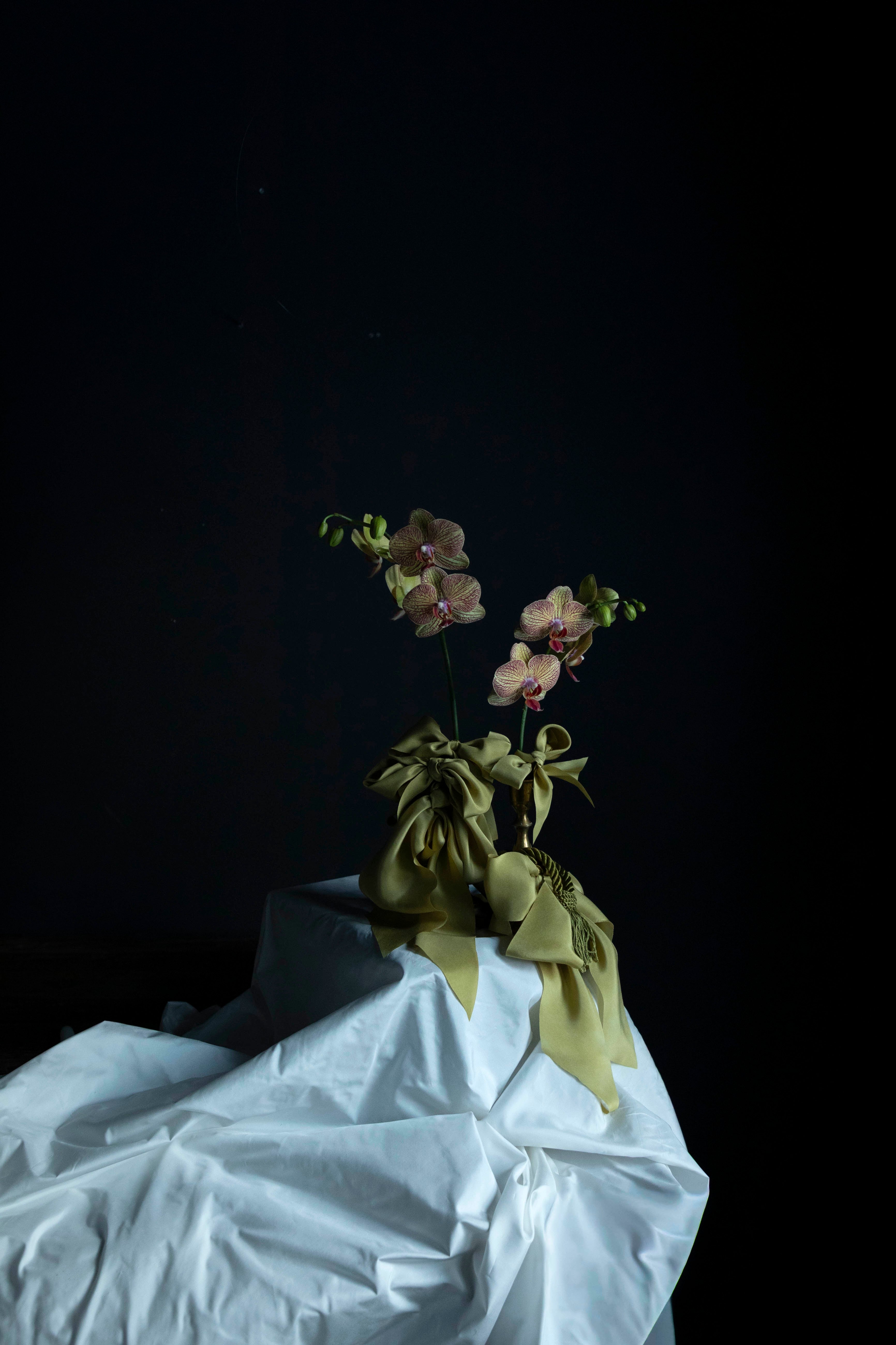 orchid flowers tied with chartruse silk ribbon bows in a vase on a white silk taffeta textile against a black background