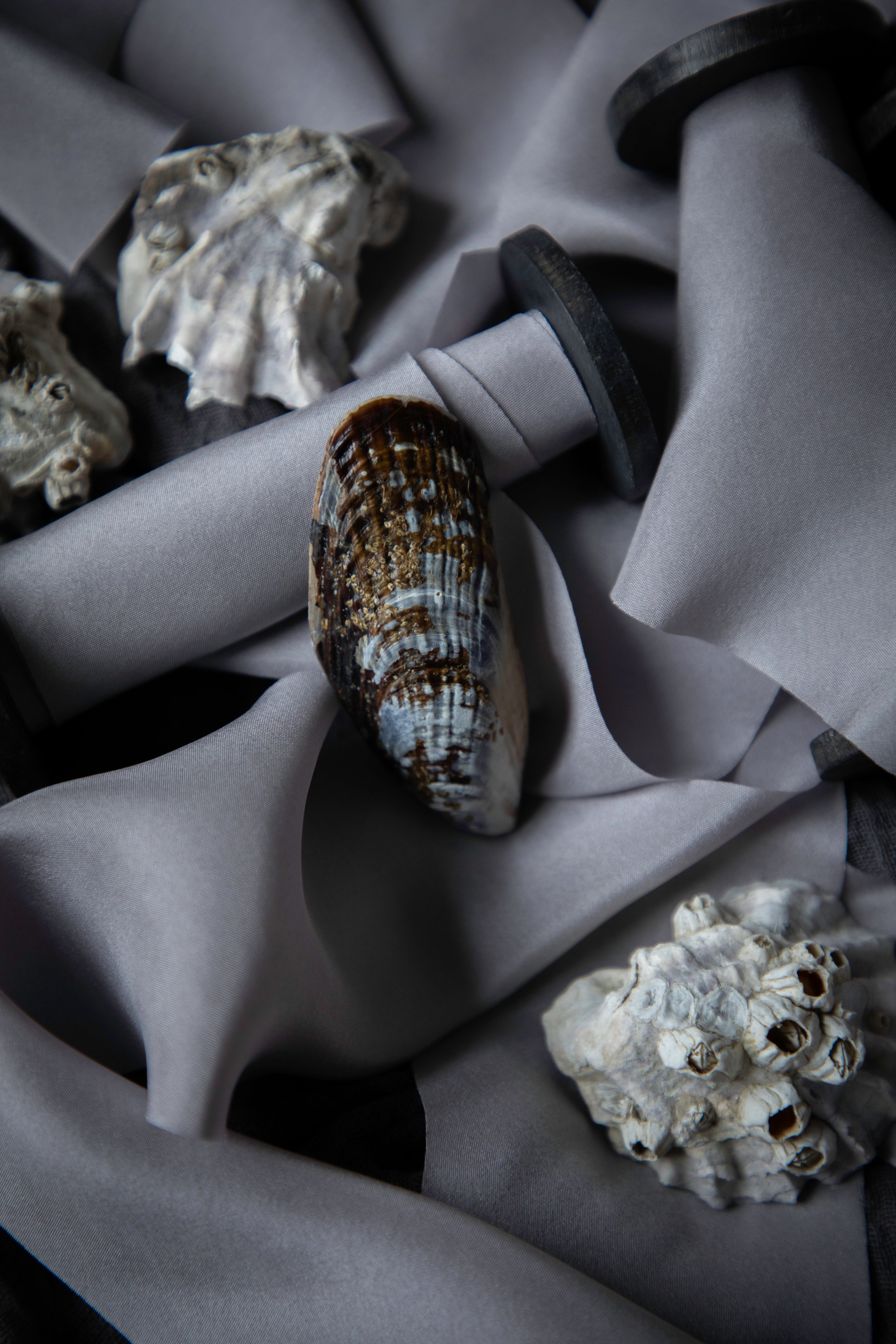 A close-up styled product shot showing a natural seashell resting on draped gray silk ribbon, with additional shell props around it.