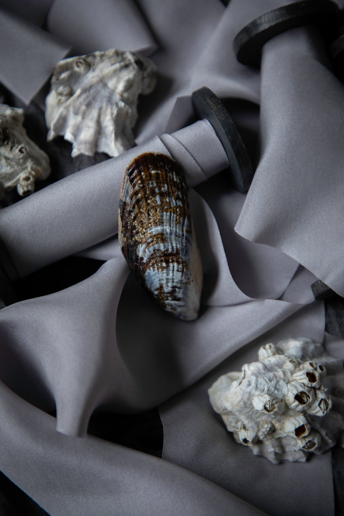 A close-up styled product shot showing a natural seashell resting on draped gray silk ribbon, with additional shell props around it.