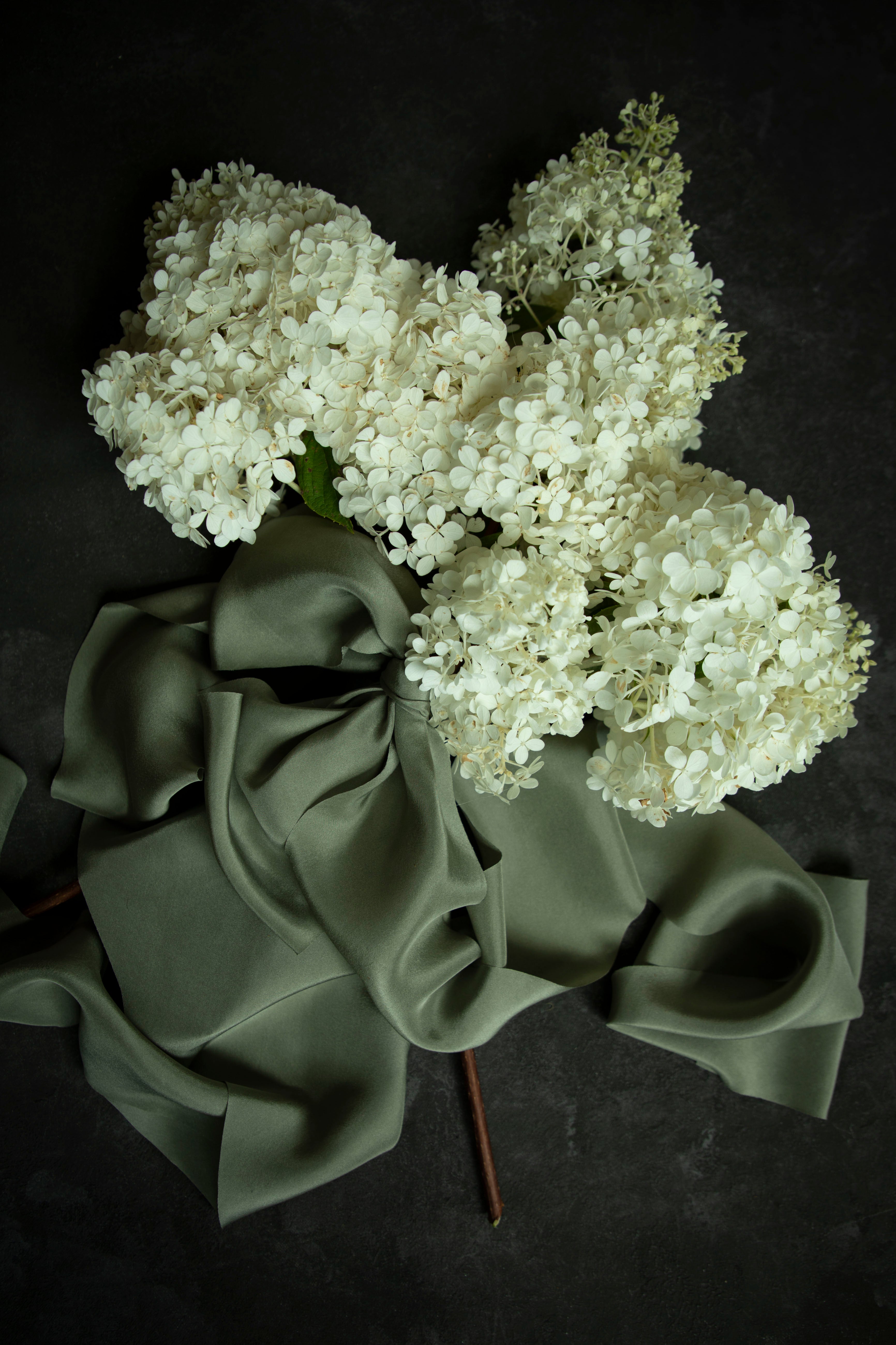 White hydrangea flowers with a green satin ribbon on a dark background