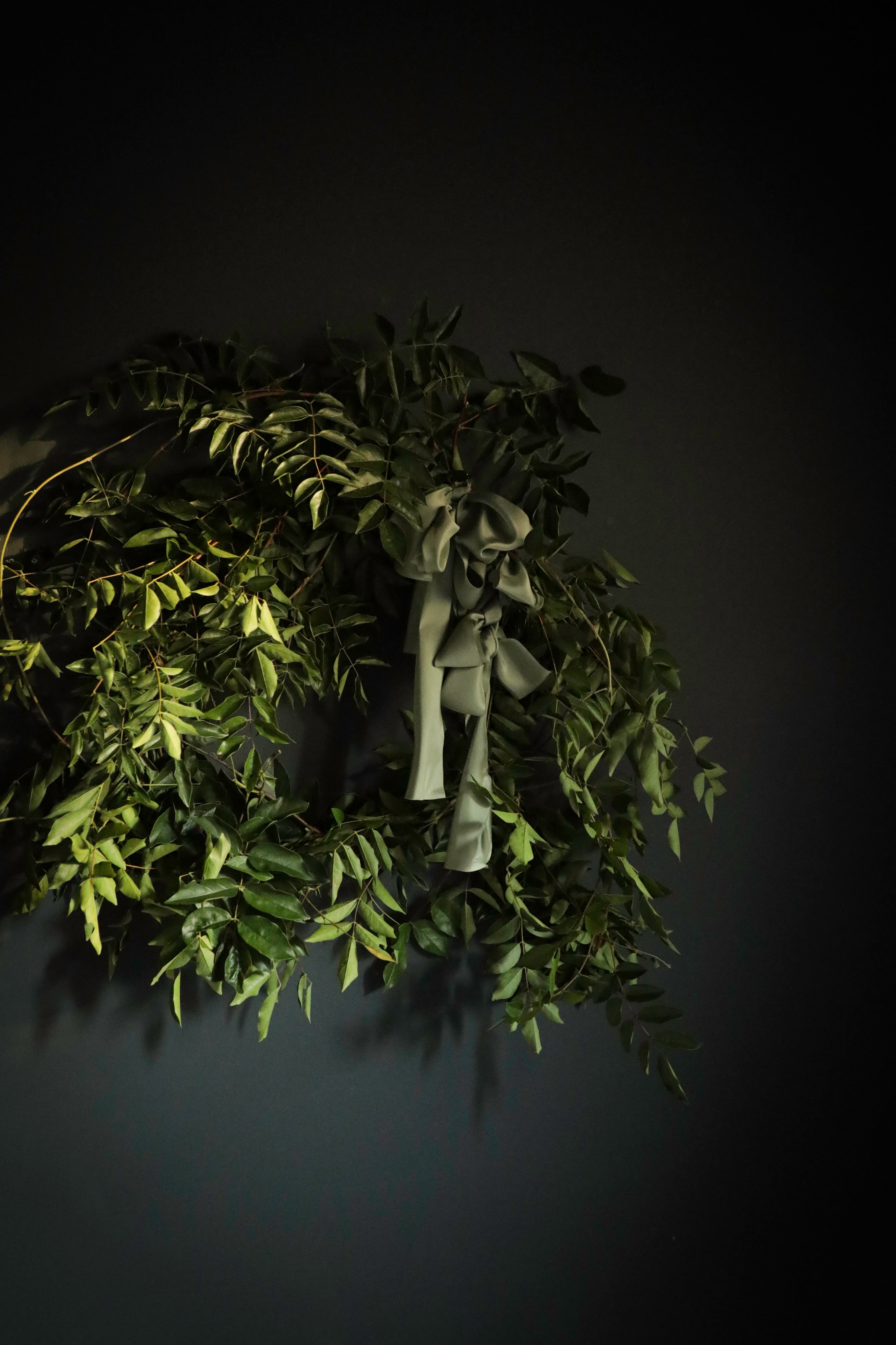 A wisteria green leafy wreath with a  hanging olive-green ribbon bows, photographed against a dark charcoal wall.